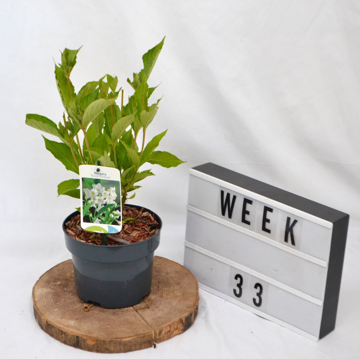 Praktweigela – Weigela 'Bristol Snowflake' - C2 50-60 CM